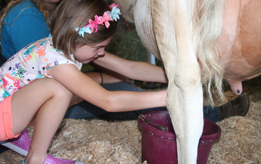 Six-year-old Holly Traczyk of Olatha, KS., tries her hand at milking a cow.